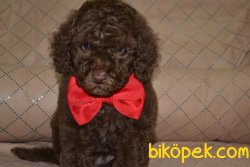 HER RENK POODLE YAVRULARIMIZ 1