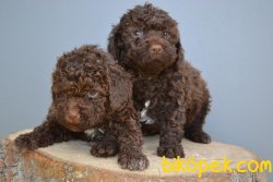 HER RENK POODLE YAVRULARIMIZ 3