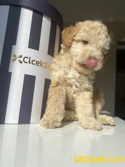 HER RENK POODLE YAVRULARIMIZ 1