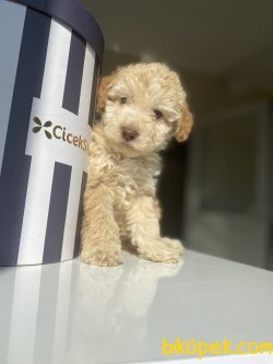 HER RENK POODLE YAVRULARIMIZ 2