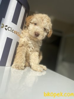 HER RENK POODLE YAVRULARIMIZ 3