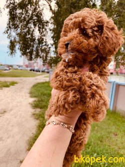 Her Renk Poodle Yavrularımız Toy Ve Tea Cup Boyut 2