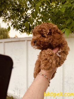 Her Renk Poodle Yavrularımız Toy Ve Tea Cup Boyut 3