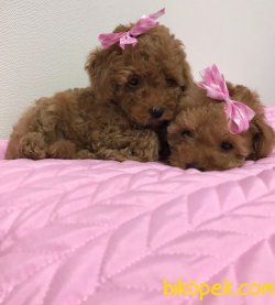Her Renk Toy Poodle Bebek Yüzlü Yavrularımız 1