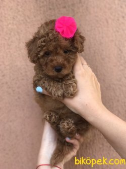 Her Renk Toy Poodle Bebek Yüzlü Yavrularımız 3