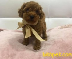 Her Renk Toy Poodle Bebeklerimiz 1