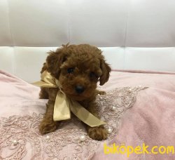 Her Renk Toy Poodle Bebeklerimiz 2