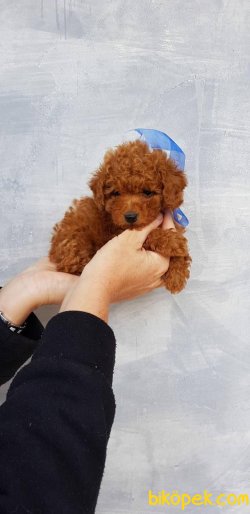 Her Renk Toy Poodle Bebeklermiz 2