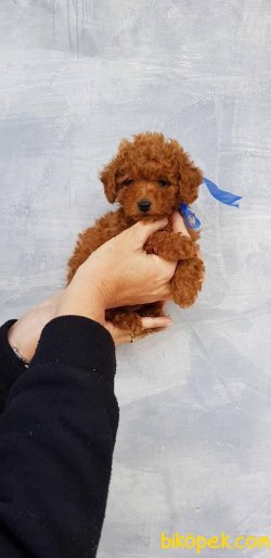 Her Renk Toy Poodle Bebeklermiz 1