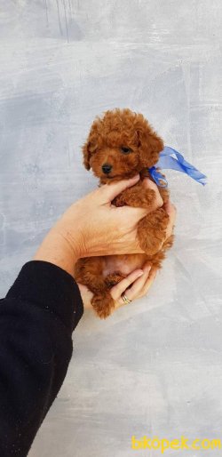 Her Renk Toy Poodle Bebeklermiz 3