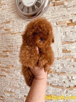 Her Renk Toy Poodle En Çok Çeşit Bizde 1