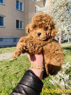 Her Renk Toy Poodle En Çok Çeşit Bizde 5