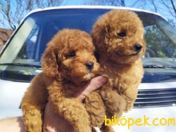 Her Renk Toy Poodle En Çok Çeşit Bizde 3