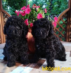 Her Renk Toy Poodle En Çok Çeşit Bizde 4
