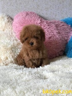 Her Renk Toy Poodle En Çok Çeşit Bizde 2