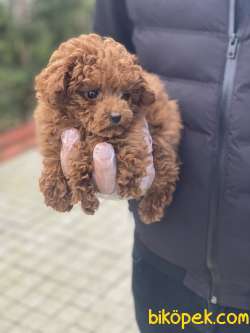 HER RENK TOY POODLE YAVRULAR 3