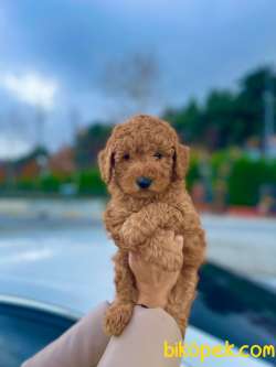 HER RENK TOY POODLE YAVRULAR 5