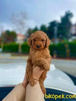 HER RENK TOY POODLE YAVRULAR 4