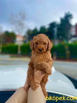 HER RENK TOY POODLE YAVRULAR 1