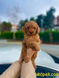 HER RENK TOY POODLE YAVRULAR 2