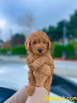 HER RENK TOY POODLE YAVRULAR 3