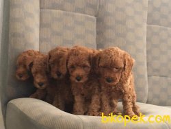 HER RENK TOY POODLE YAVRULARI 2