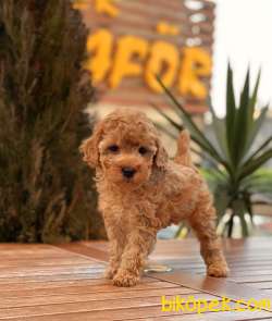 Her Renk Toy Poodle Yavruları 2