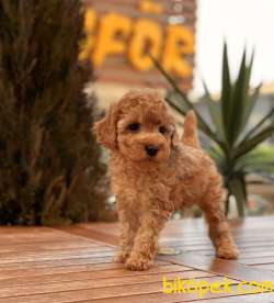 Her Renk Toy Poodle Yavruları 3