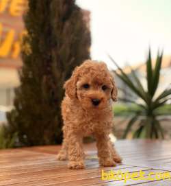 Her Renk Toy Poodle Yavruları 1