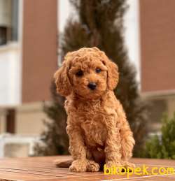 Her Renk Toy Poodle Yavruları 1