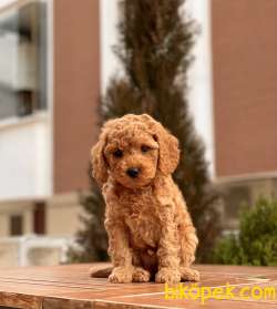 Her Renk Toy Poodle Yavruları 2
