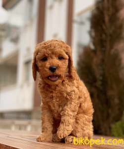 Her Renk Toy Poodle Yavruları 3