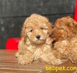 Her Renk Toy Poodle Yavruları 3