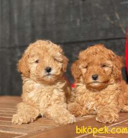 Her Renk Toy Poodle Yavruları 1