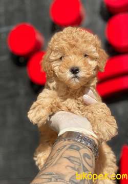 Her Renk Toy Poodle Yavruları 2
