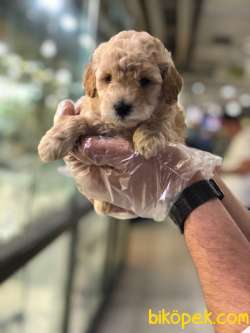HER RENK (TOY) POODLE YAVRULARI VONALP GARANTİSİYLE 3