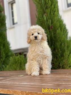 Her Renk Toy Poodle Yavrularımız 1