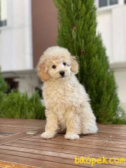 Her Renk Toy Poodle Yavrularımız 3