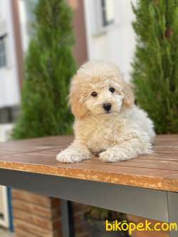 Her Renk Toy Poodle Yavrularımız 2