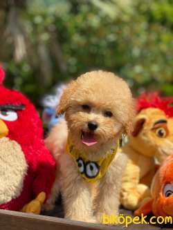 Her Renk Toy Poodle Yavrularimiz 1