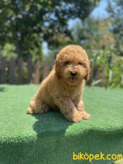 HER RENK VE CİNSİYET TOY POODLE YAVRULAR 3