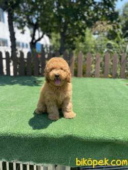 HER RENK VE CİNSİYET TOY POODLE YAVRULAR 2
