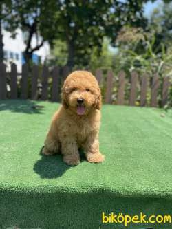 HER RENK VE CİNSİYET TOY POODLE YAVRULAR 1