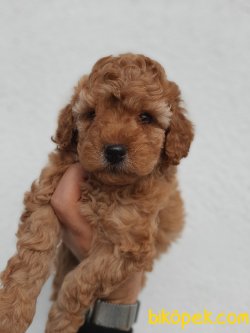 Her Renkte Toy Poodle Yavrularımız 2