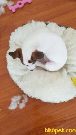 Herşeyi Tam 3 Aylık Jack Russel 2