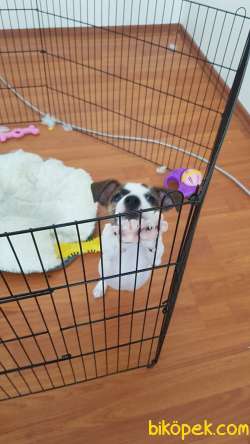 Herşeyi Tam 3 Aylık Jack Russel 1