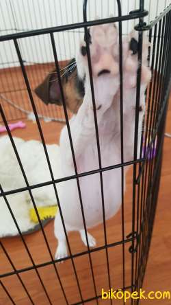 Herşeyi Tam 3 Aylık Jack Russel 3