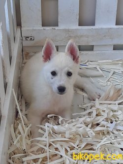 Husk (sıbırya Surdu) Yavruları 4