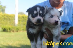 Husky 1