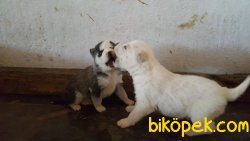 Husky 4